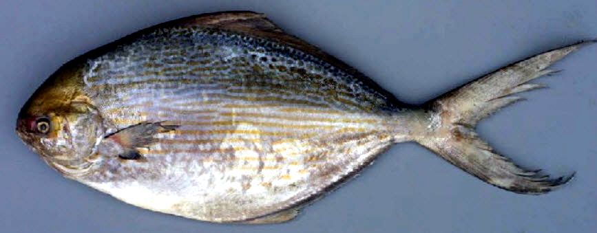 Stromateus fiatola_06.jpg